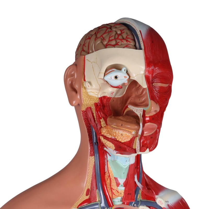 Anatomischer Torso Erler Zimmer - männliche und weibliche Organe im Ansatz - Med-Praxisbedarf