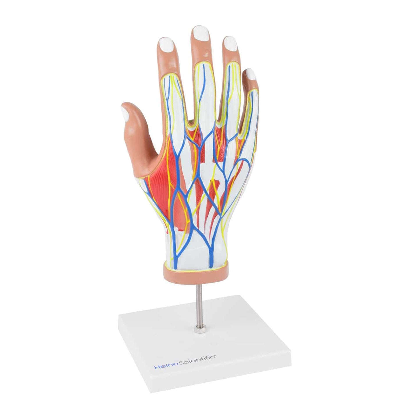 Anatomisches Handmodell zerlegt - zeigt einzelne Teile wie Knochen, Muskeln und Sehnen - Med-Praxisbedarf