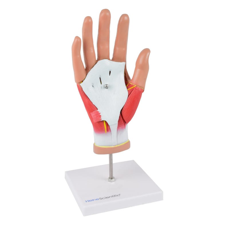 4-teiliges Handmodell von HeineScientific - detaillierte Anatomie der menschlichen Hand - Med-Praxisbedarf