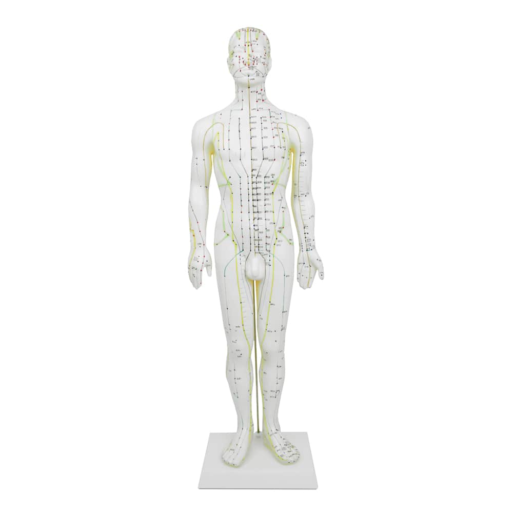 Akupunktur-Modell von HeineScientific - anatomische Figur zur Veranschaulichung der Meridiane und Therapiepunkte - Med-Pra...