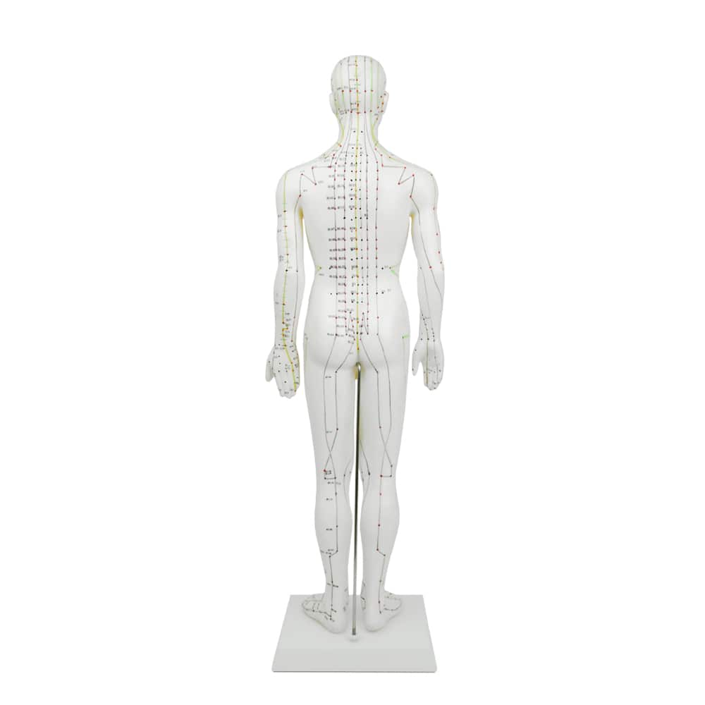 Akupunktur-Modell von HeineScientific - 61 cm hoch mit Sockel, Ausbildungshilfe für Meridiane - Med-Praxisbedarf
