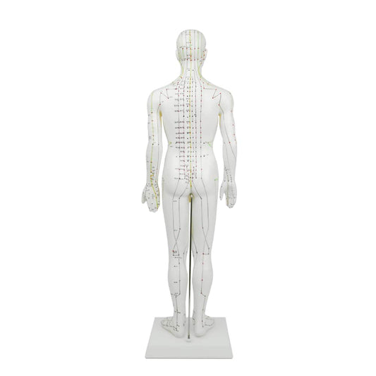 Akupunktur-Modell von HeineScientific - 61 cm hoch mit Sockel, Ausbildungshilfe für Meridiane - Med-Praxisbedarf