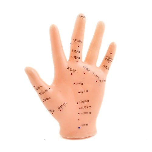 Akupunkturmodell Hand - anatomisches Modell der Hand mit allen Akupunkturpunkten in europäischer Schrift - Med-Praxisbedarf