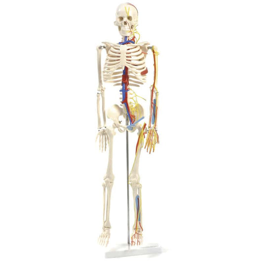 Anatomisches Skelett mit Nerven und Gefäßen - zeigt Arterien, Venen und Nervenverlauf - Med-Praxisbedarf