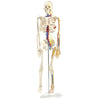 Anatomisches Skelett mit Nerven und Gefäßen