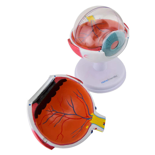 Augenmodell 6-teilig von HeineScientific - Anatomie des Auges in 3-facher Vergrößerung - Med-Praxisbedarf