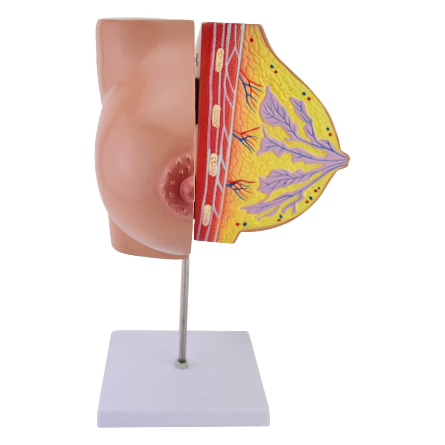 Anatomisches Brust-Modell - Detailansicht der physiologischen Strukturen für die Gynäkologie - Med-Praxisbedarf