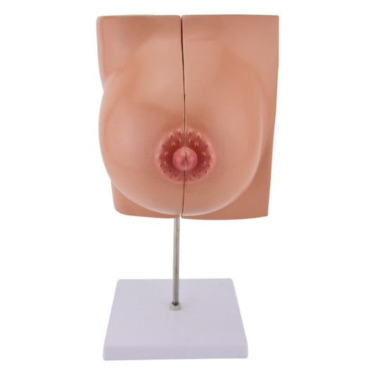Brust-Modell von HeineScientific - Anatomisches Modell der weiblichen Brust zur Patientenaufklärung - Med-Praxisbedarf