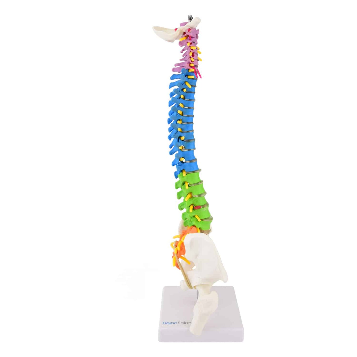 Miniatur-Wirbelsäule Modell - anatomisches Lehrmodell im Format 40 x 14 x 8 cm von HeineScientific - Med-Praxisbedarf
