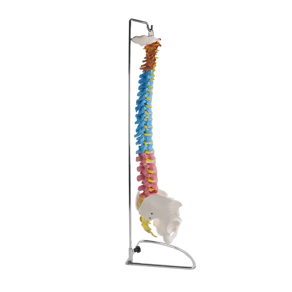 Wirbelsäule mit Becken Modell - anatomisches Lehrmodell mit klarem Aufbau für die Ausbildung - Med-Praxisbedarf