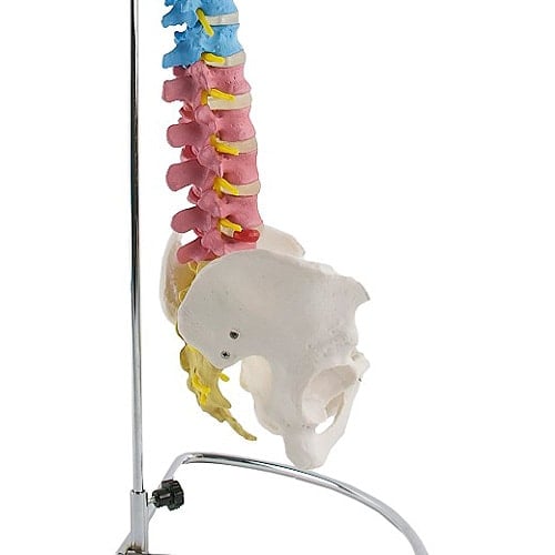 Didaktische Wirbelsäule mit Becken - anatomisches Modell mit farbiger Markierung der Wirbel - Med-Praxisbedarf