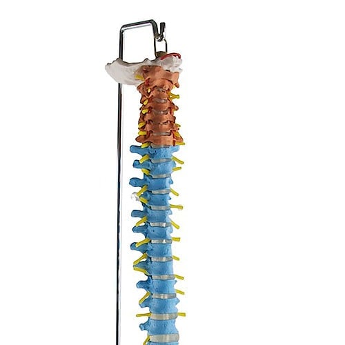 Didaktische Wirbelsäule mit Becken - farbig markierte Wirbelarten, inklusive Beckenknochen - Med-Praxisbedarf
