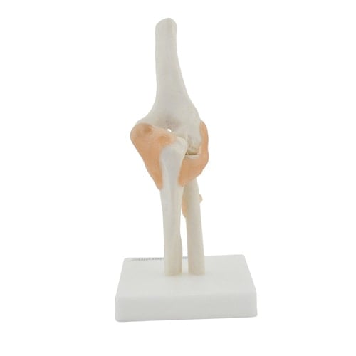 Anatomisches Ellenbogen-Modell - detaillierte Darstellung des menschlichen Ellenbogengelenks - Med-Praxisbedarf