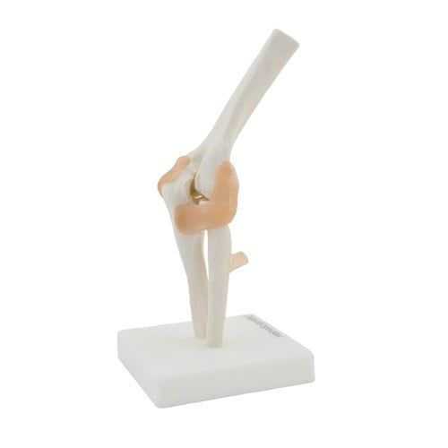 Ellenbogen-Modell von HeineScientific - anatomisches Gelenkmodell mit Bändern auf Sockel - Med-Praxisbedarf