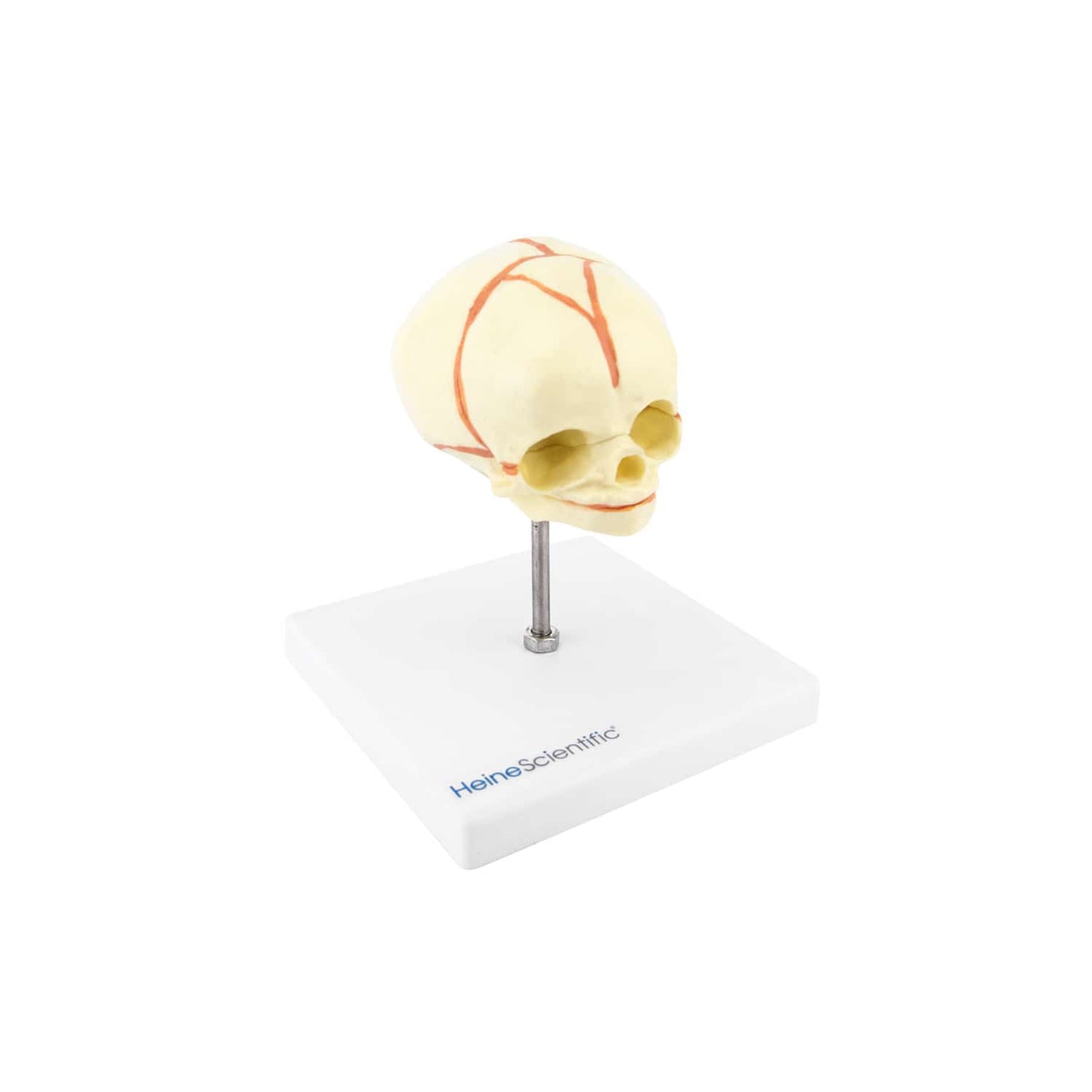 Anatomisches Fetusschädel-Modell - detailliertes Modell eines Schädels in der 30. Schwangerschaftswoche - Med-Praxisbedarf