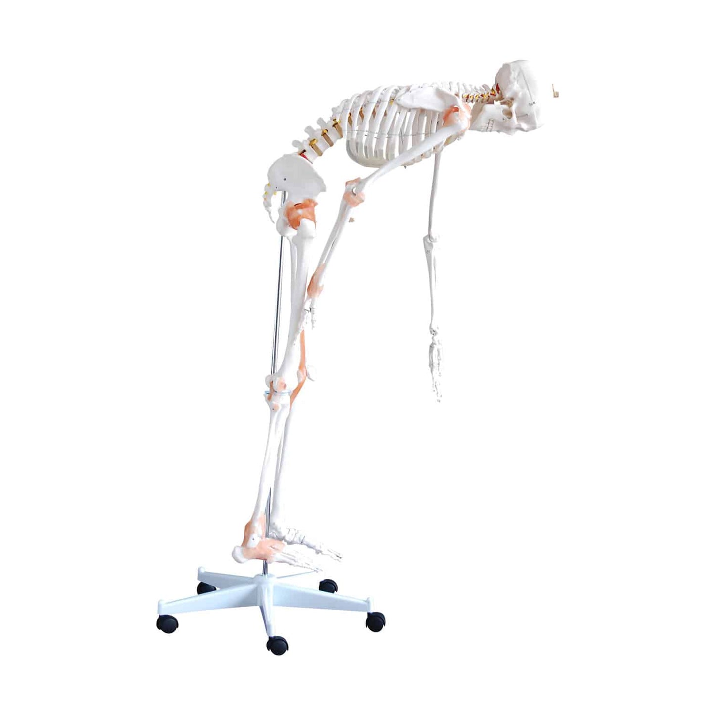 Anatomisches Skelettmodell flexibel - Darstellung des menschlichen Knochenbaus - Med-Praxisbedarf