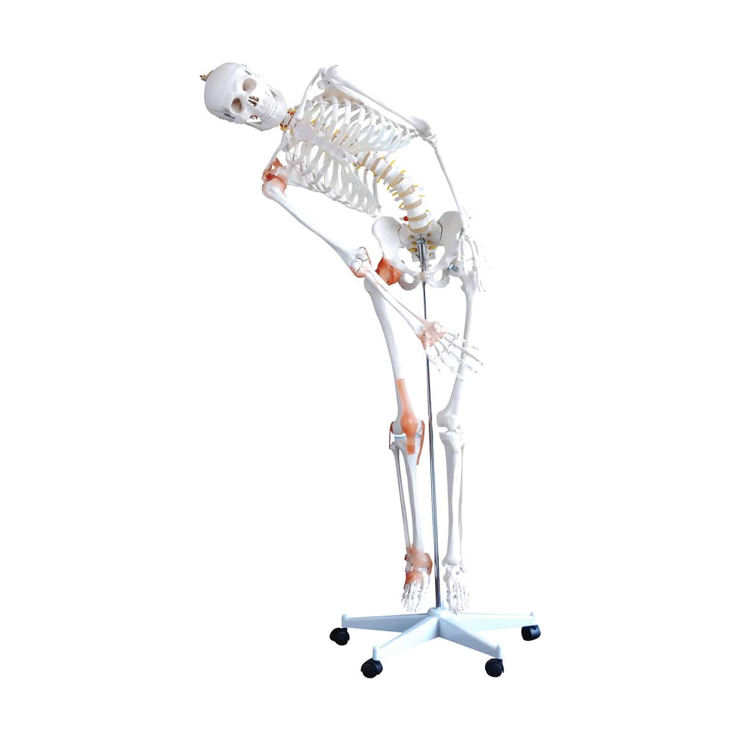 Skelettmodell von HeineScientific - flexible Pose für medizinische Demonstrationszwecke - Med-Praxisbedarf