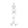 Flexibles Skelettmodell