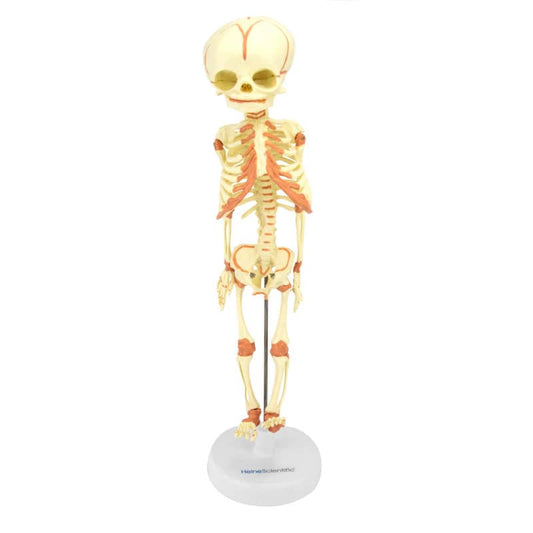 Fötus-Skelett Modell 30. Schwangerschaftswoche - Anatomischer Abguss auf Stativ und Sockel - Med-Praxisbedarf