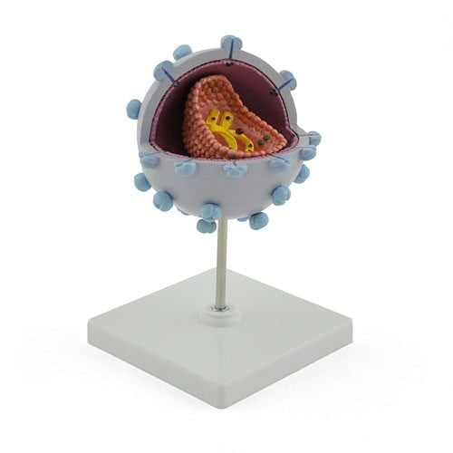 HIV-Modell von HeineScientific - Dreidimensionale Schnittdarstellung des HI-Virus - Med-Praxisbedarf