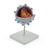 HIV-Modell