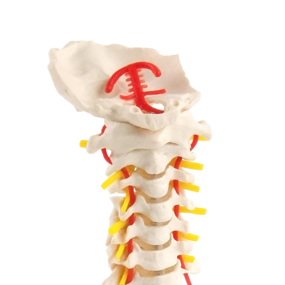HWS-Modell frontale Ansicht - anatomisches Modell der menschlichen Halswirbelsäule - Med-Praxisbedarf