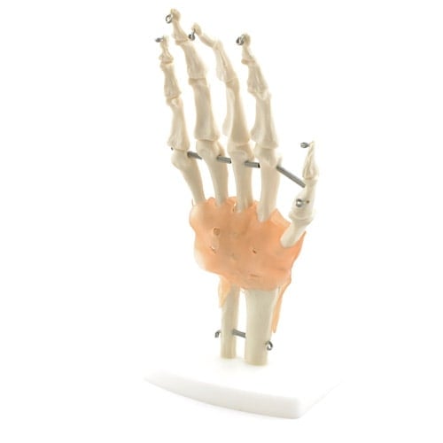 Flexibles Hand-Skelett mit Bändern - zeigt Knochen, Sehnen und Bänder für Studium und Praxis - Med-Praxisbedarf