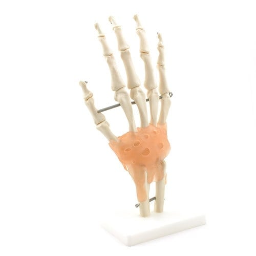 Hand-Skelett mit Bändern von HeineScientific - detailliertes Anatomiemodell der Hand auf weißem Sockel - Med-Praxisbedarf