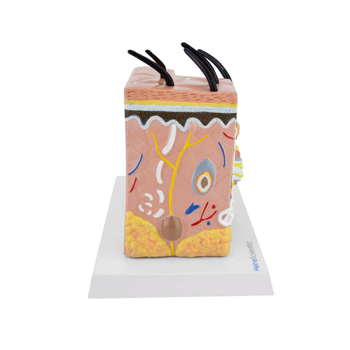 Hautschichten-Modell mit Sockel - detaillierte Darstellung der Dermis und Epidermis - 20x15x22 cm - Med-Praxisbedarf
