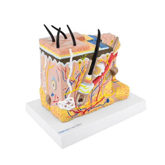 Hautmodell HeineScientific - anatomisches Schnittmodell von Epidermis bis Subcutis - Med-Praxisbedarf