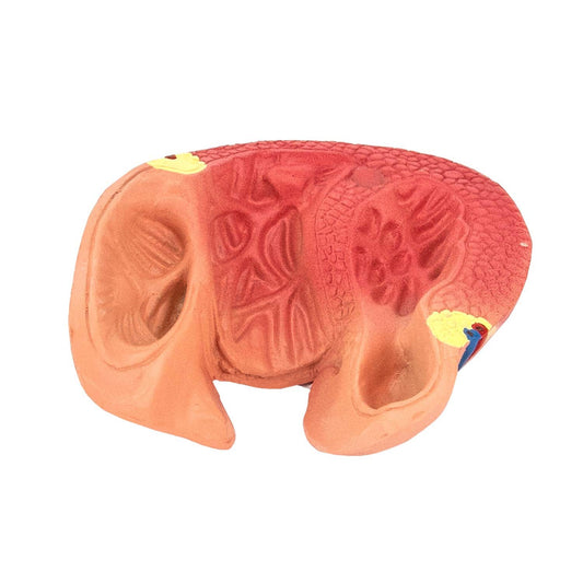 Herzmodell 2-teilig von HeineScientific - anatomisches Modell mit abnehmbarer Vorderwand für Vorhöfe und Kammern - Med-Pra...