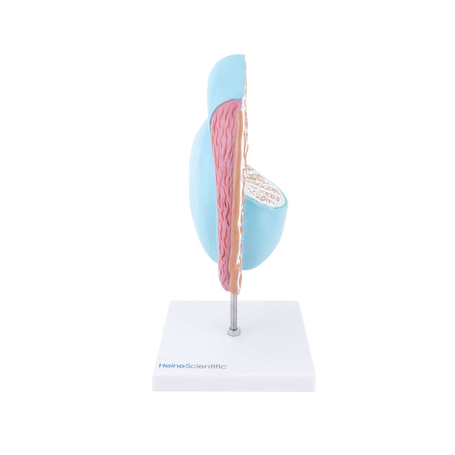Hoden-Modell Anatomie - detaillierte Darstellung von Hoden und Nebenhoden, 25 cm hoch - Med-Praxisbedarf