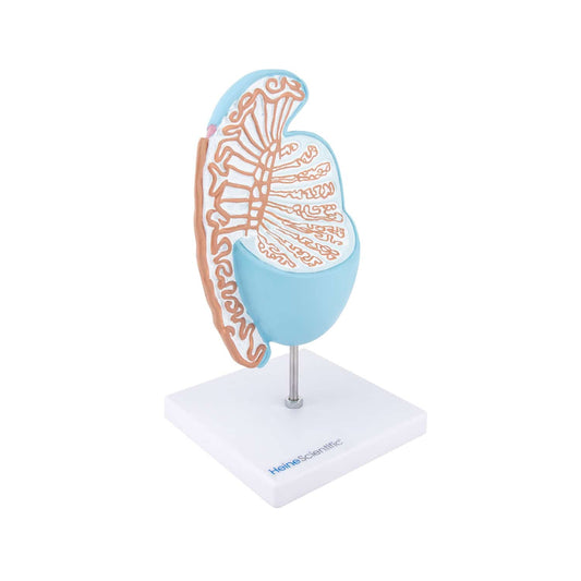 Hoden-Modell mit inneren Strukturen - Anatomiemodell von HeineScientific 25x10cm - Med-Praxisbedarf
