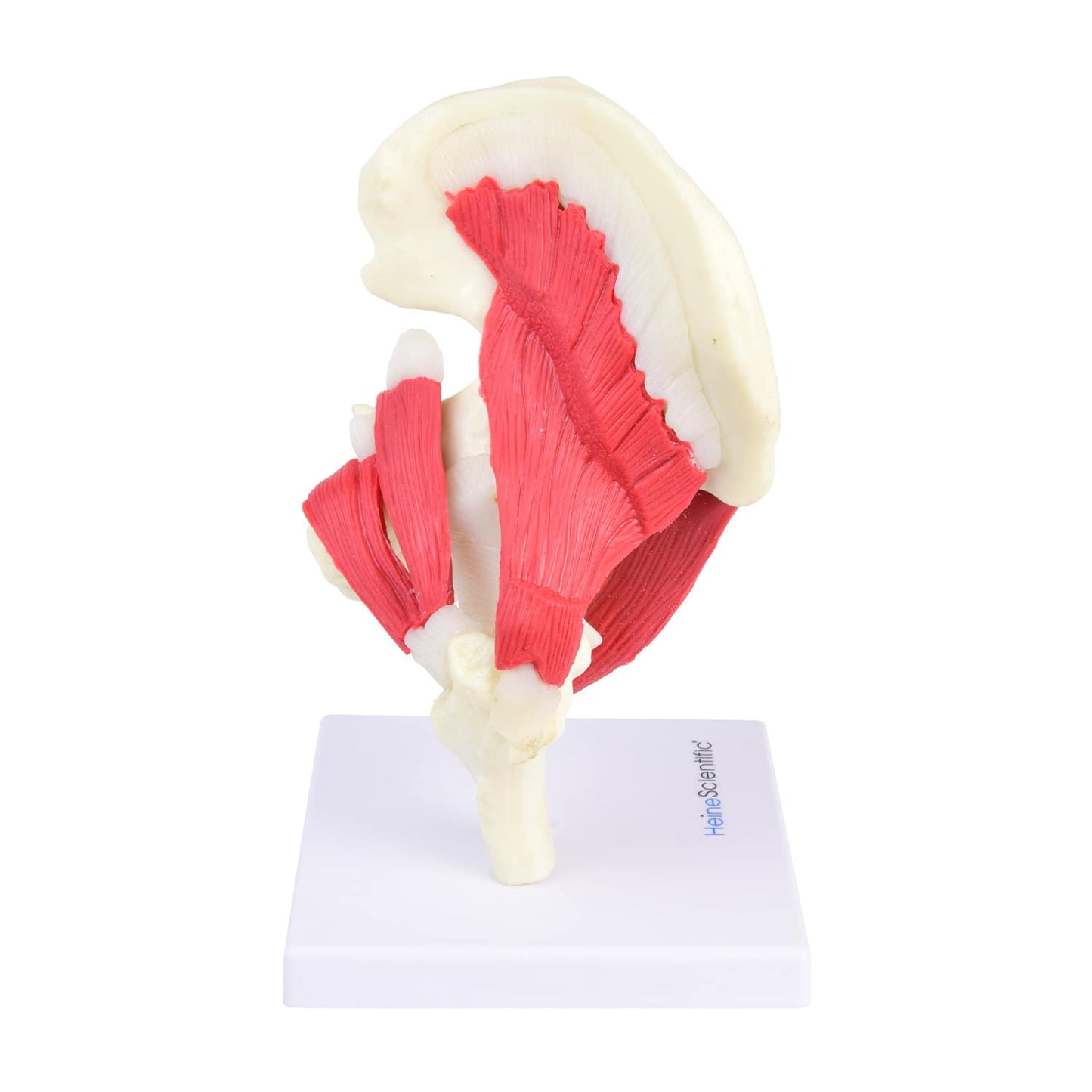 Hüftgelenk-Modell frontal - anatomische Darstellung mit Bändern und Muskulatur - Med-Praxisbedarf