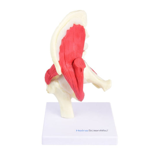 Hüftgelenk-Modell rechts mit Knochen und Muskeln - detailliertes Anatomiemodell 19,5 cm hoch - Med-Praxisbedarf