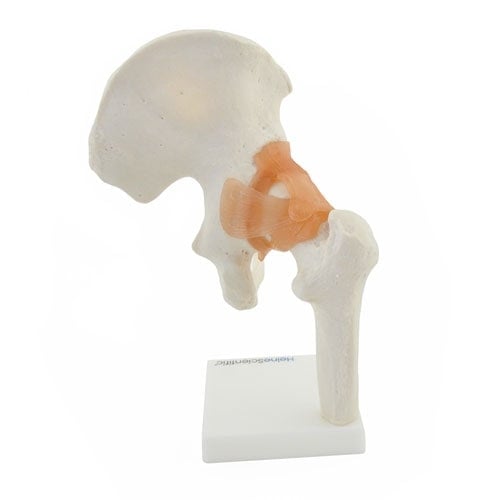 Hüftgelenk-Modell mit Bändern seitliche Ansicht - detailliertes anatomisches Lehrmodell - Med-Praxisbedarf