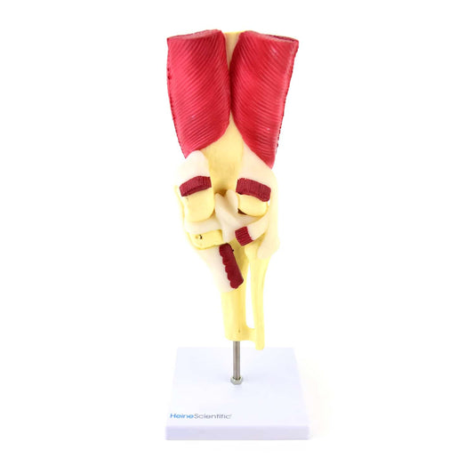 Kniemodell Anatomie Kniegelenk - detailliertes Lehrmodell für Medizinstudenten - Med-Praxisbedarf