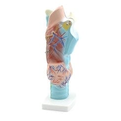 Larynxmodell Detailansicht - detaillierte Darstellung von Kehlkopf, Stimmbändern und Knorpeln - Med-Praxisbedarf