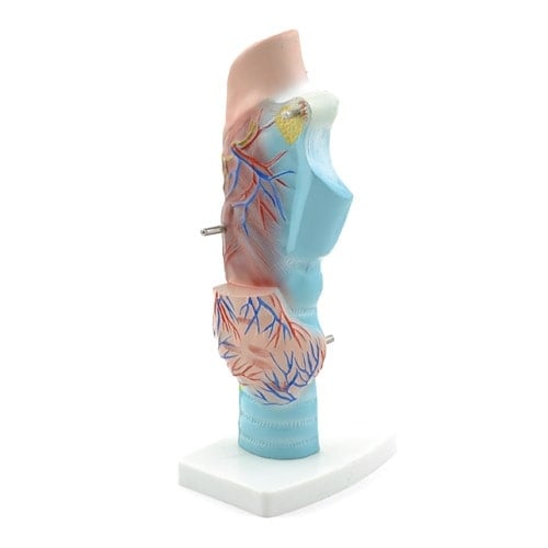 Larynxmodell 3-teilig - anatomisches Kehlkopfmodell von HeineScientific mit Zungenbein - Med-Praxisbedarf