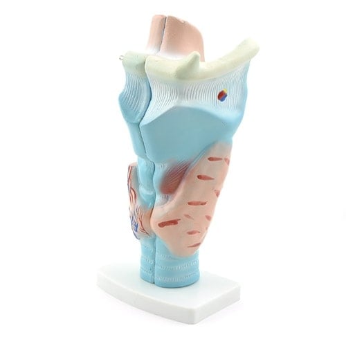 Larynxmodell 3-teilig von HeineScientific - anatomisches Modell des menschlichen Kehlkopfs zur Ausbildung - Med-Praxisbedarf