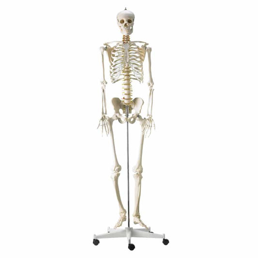 Lebensgroßes Skelettmodell von HeineScientific - 180 cm, anatomisch detailliert - Med-Praxisbedarf