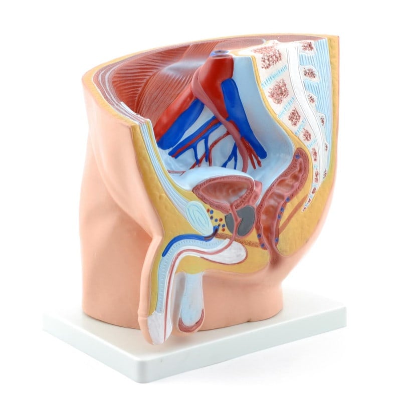 Männliches Becken-Modell lebensgroß - anatomisches Modell für Ausbildung und Patientenaufklärung - Med-Praxisbedarf