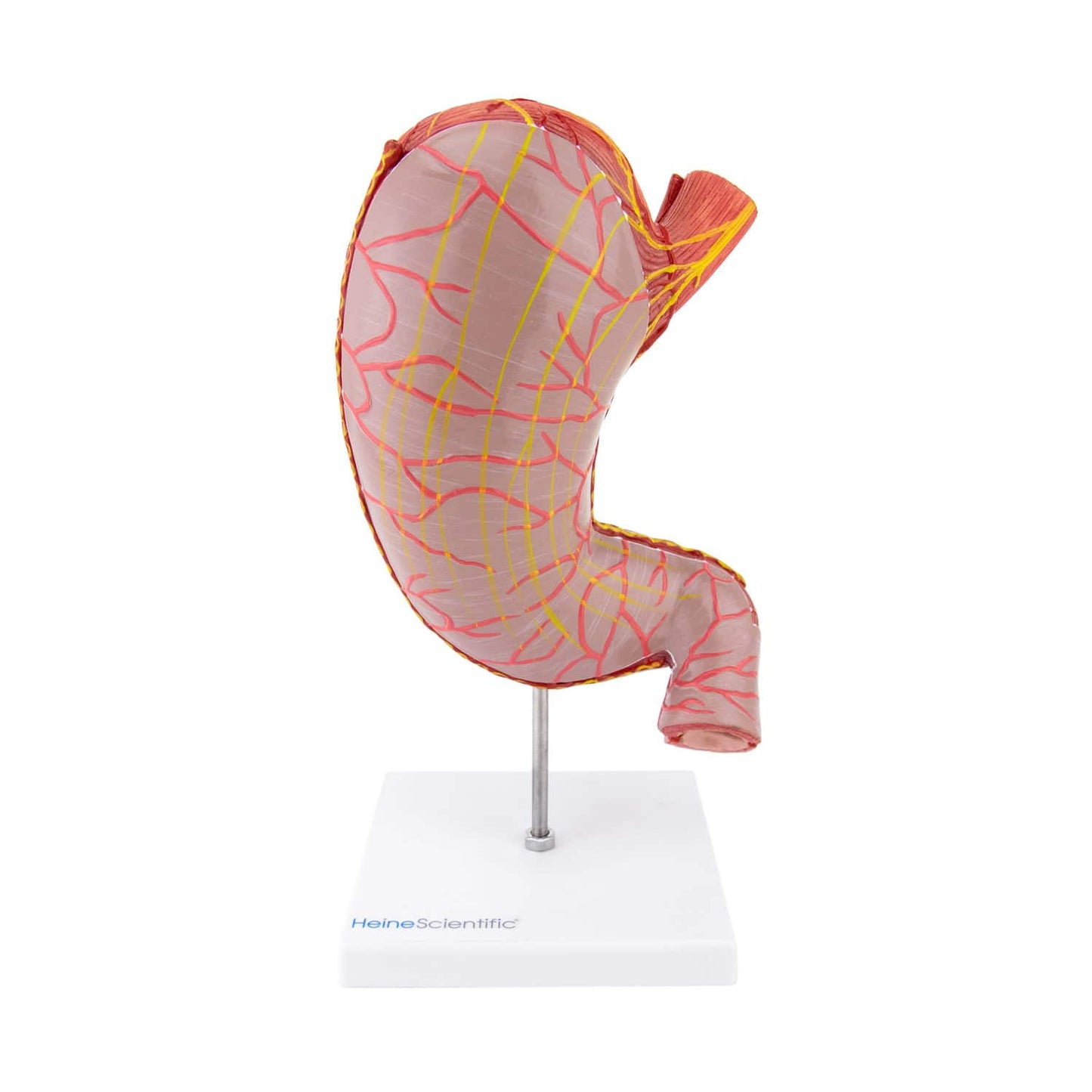 Anatomisches Magen-Modell, zweiteilig - geöffnete Ansicht zeigt innere Strukturen wie Schleimhaut und Falten - Med-Praxisb...