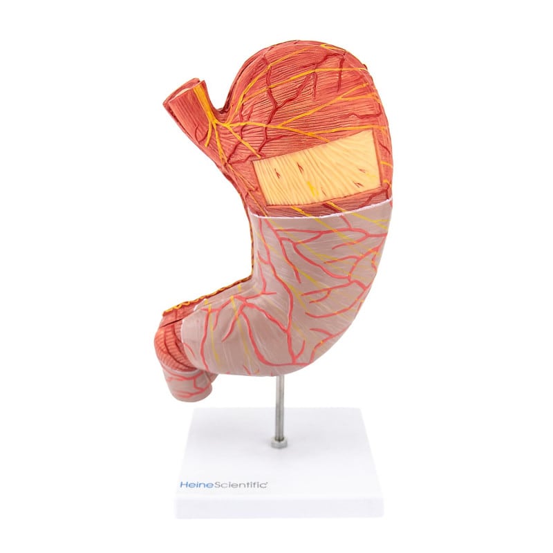 Magen-Modell 2-teilig von HeineScientific - detaillierte anatomische Darstellung des menschlichen Magens, lebensecht - Med...
