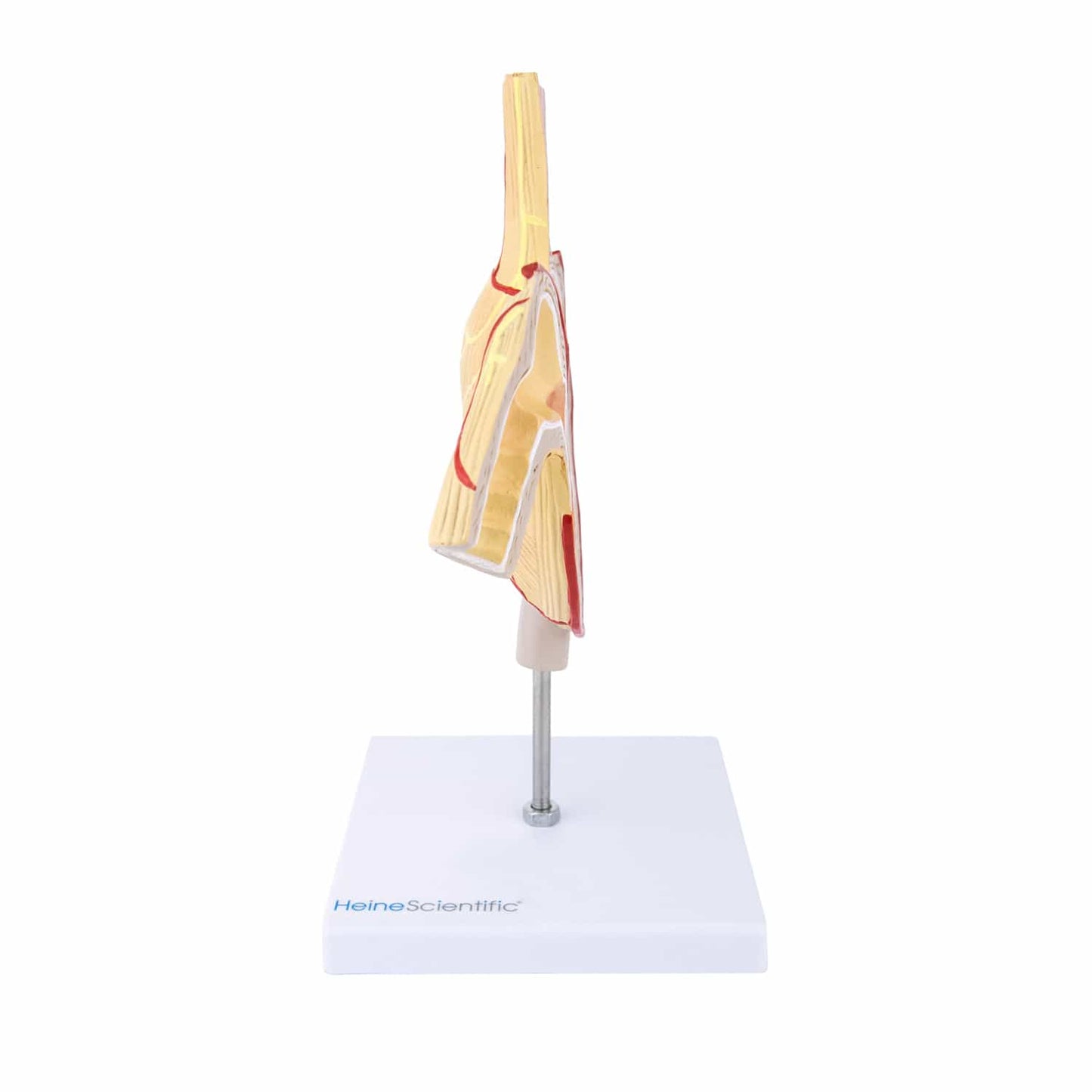 Pathologie-Magenmodell mit zwei Ulzera - detailreicher Schnitt durch Magenfundus, Antrum und Pylorus - Med-Praxisbedarf