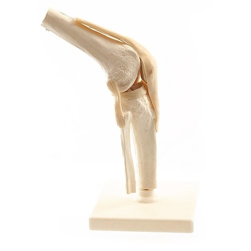 Knie-Modell von HeineScientific - Bewegliches Anatomiemodell für Praxis und Unterricht - Med-Praxisbedarf