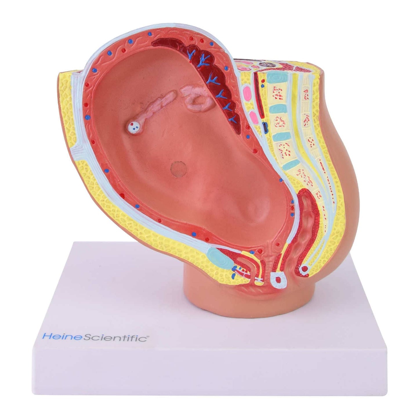Miniatur-Modell weibliches Becken - zeigt Schwangerschaft in der 40. Woche, anatomische Anschauung - Med-Praxisbedarf