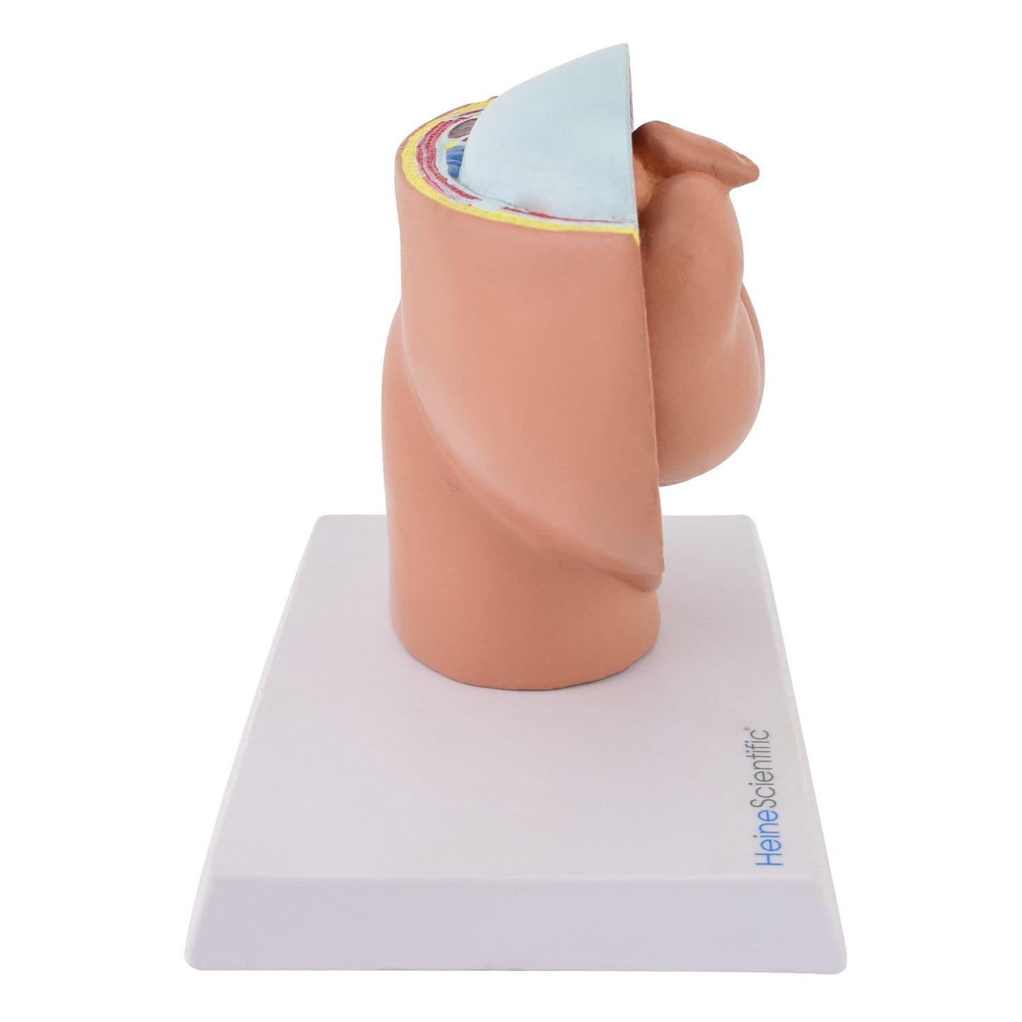 Miniatur-Schwangerschaftsmodell 40. SSW - weibliches Becken mit herausnehmbarem Fötus, HeineScientific - Med-Praxisbedarf