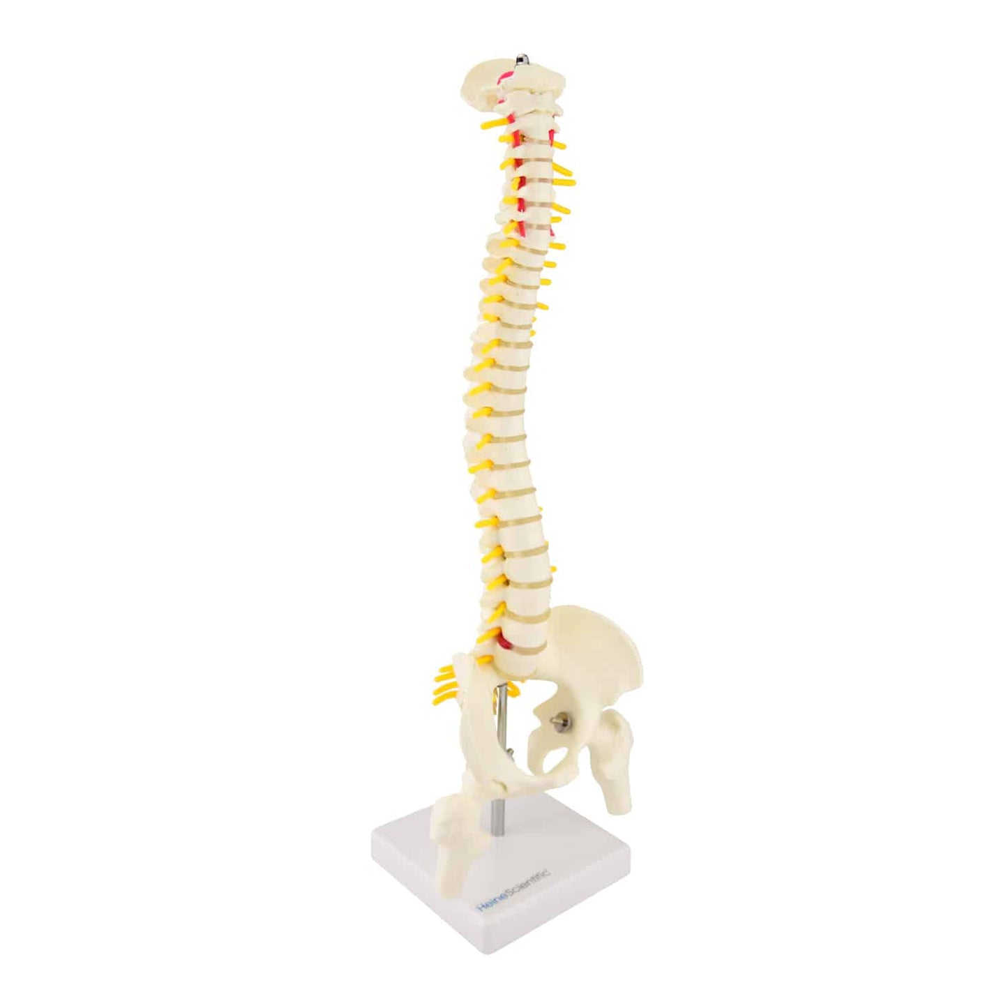 Miniatur-Wirbelsäule von HeineScientific - mit Bandscheiben, Spinalnerven und Schädelbasis, halbe Lebensgröße - Med-Praxis...