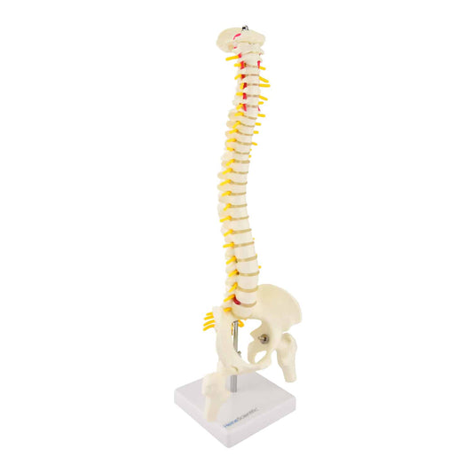 Miniatur-Wirbelsäule von HeineScientific - mit Bandscheiben, Spinalnerven und Schädelbasis, halbe Lebensgröße - Med-Praxis...